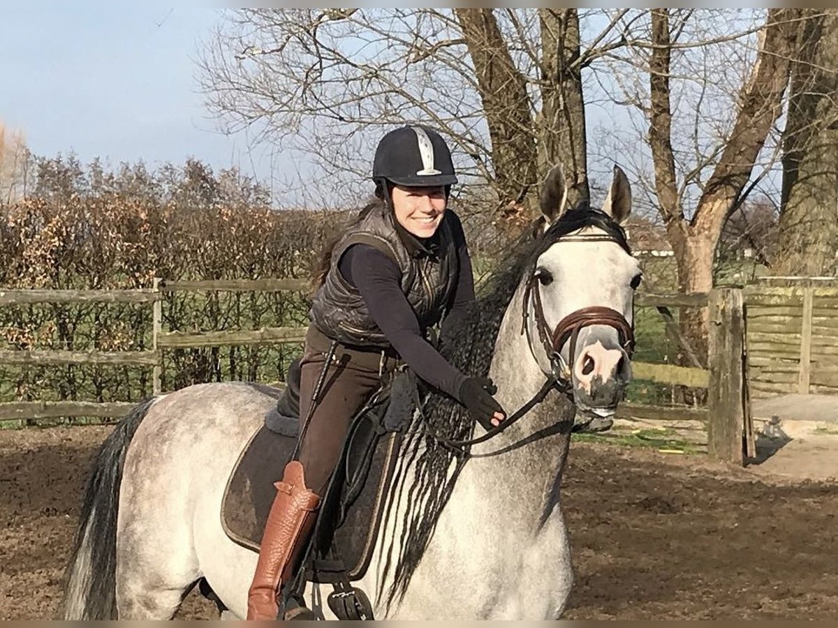 Pony training at stable: "9"