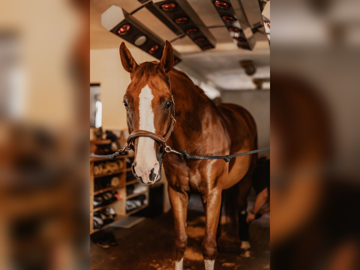 Professionelle/r Pferdepfleger/in für einen Dressurstall gesucht