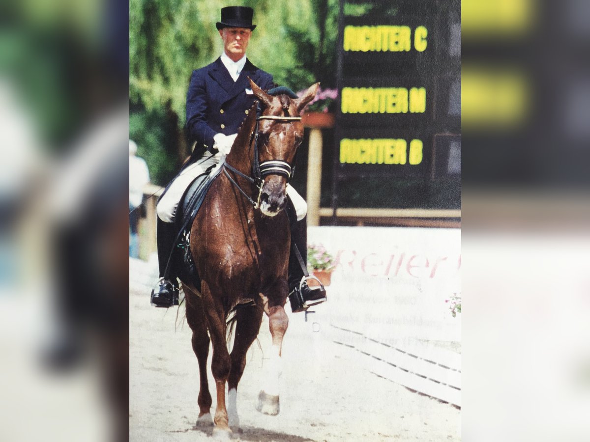 mobiler Reitunterricht/Dressur-Training im Großraum BERLIN