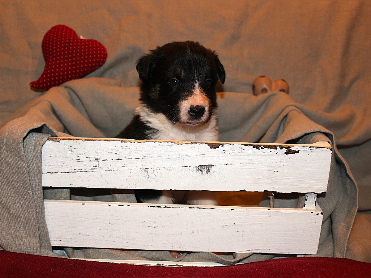 Border Collie Welpen aus Hütelinien 