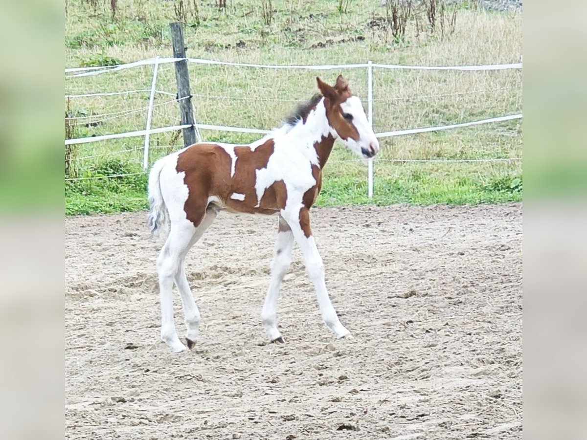 Kleines Deutsches Reitpferd Mix Hengst 1 Jahr 130 cm Schecke in Rümpel