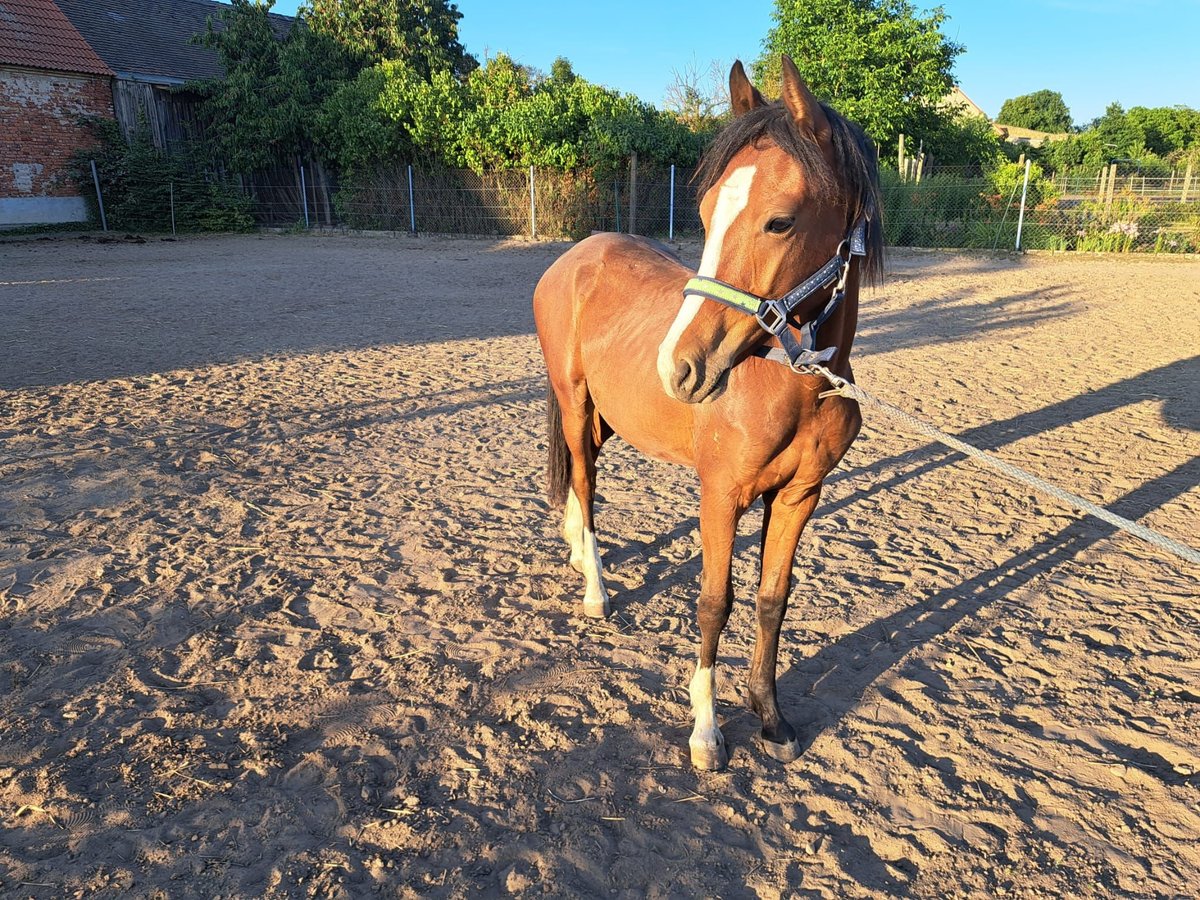 Kleines Deutsches Reitpferd Hengst 1 Jahr 155 cm Brauner in J&#xFC;trichau