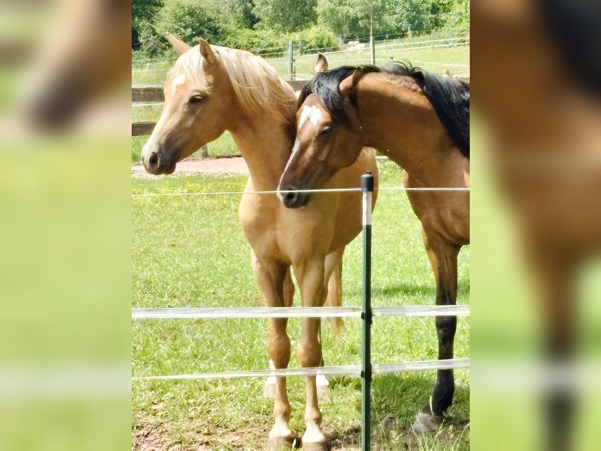Kleines Deutsches Reitpferd Hengst 2 Jahre 143 cm Palomino in Hohenroth