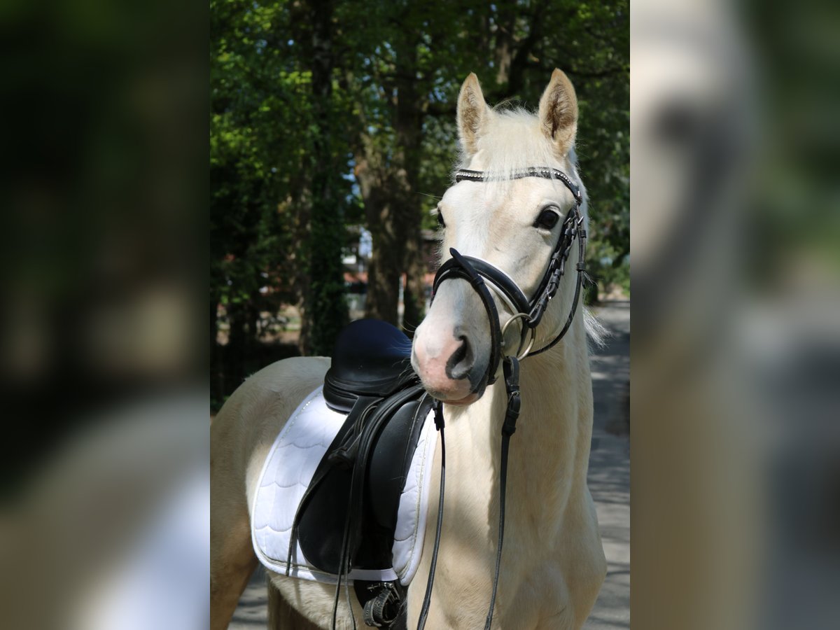 Kleines Deutsches Reitpferd Hengst 3 Jahre 136 cm Palomino in Fürstenau