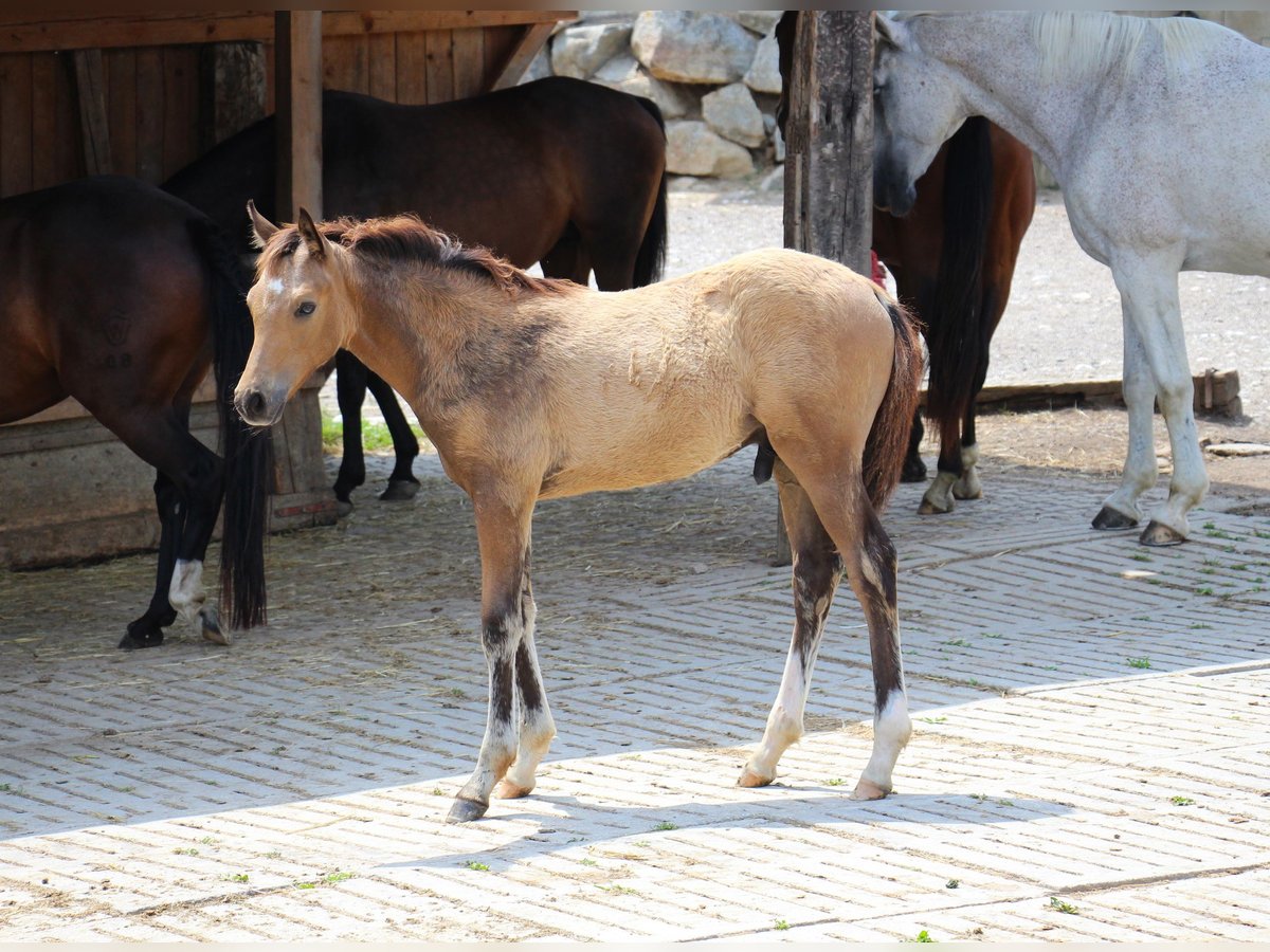 Kleines Deutsches Reitpferd Hengst Fohlen (06/2024) 158 cm Buckskin in Bergland