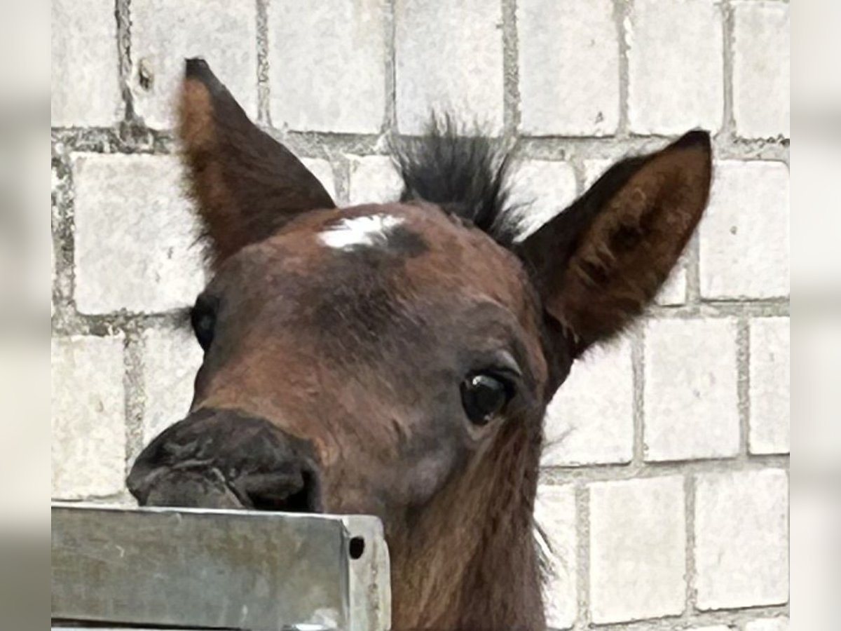Kleines Deutsches Reitpferd Hengst  159 cm Schwarzbrauner in Grevenbroich