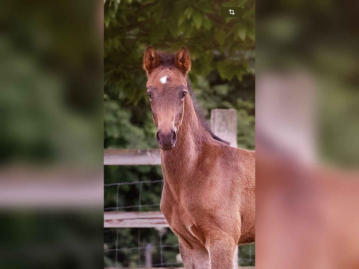 Kleines Deutsches Reitpferd Hengst  159 cm Schwarzbrauner in Grevenbroich