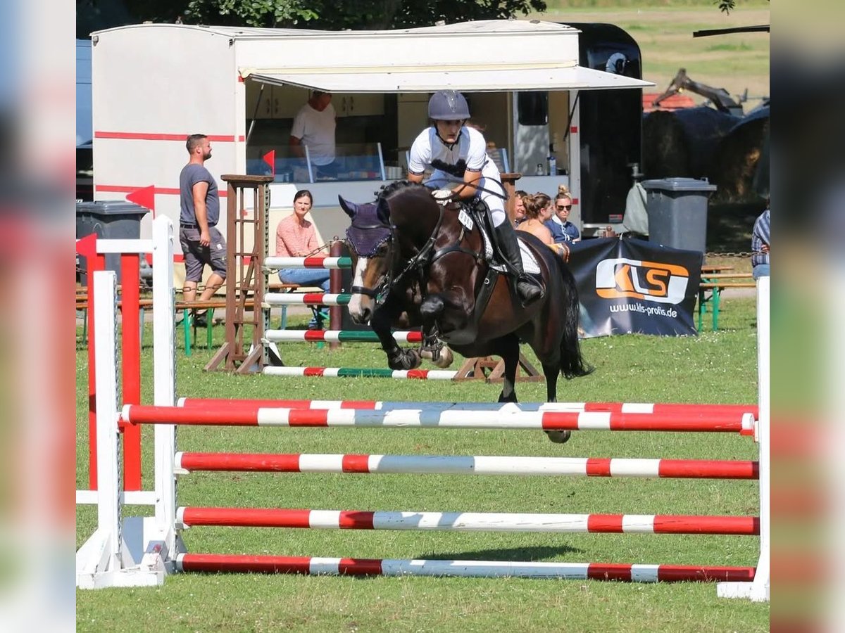 Kleines Deutsches Reitpferd Stute 10 Jahre 162 cm Dunkelbrauner in Calau (OT Kemmen)