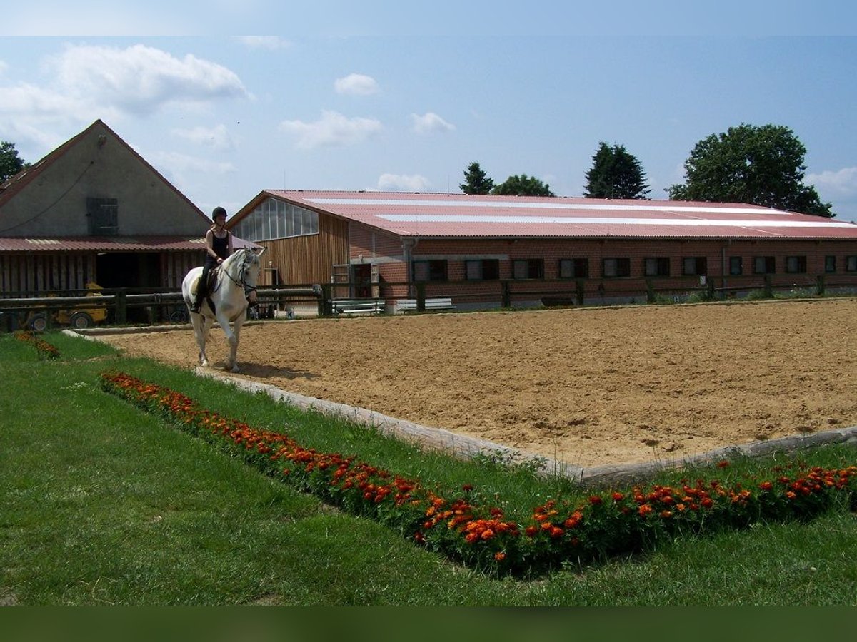 Kleines Deutsches Reitpferd Stute 12 Jahre in Reichenwalde