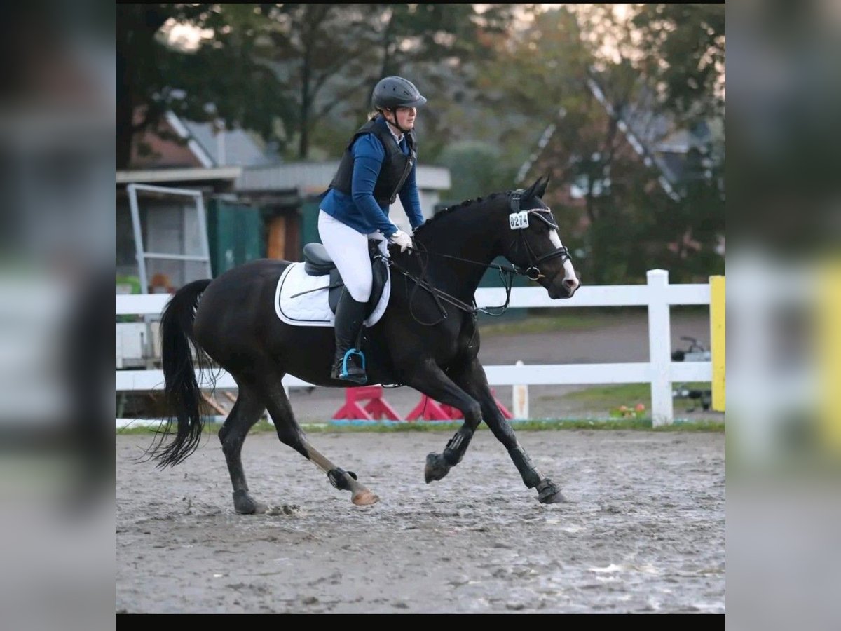 Kleines Deutsches Reitpferd Stute 13 Jahre 154 cm Dunkelbrauner in Schleswig