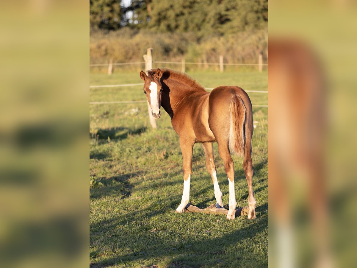 Kleines Deutsches Reitpferd, Stute in Groß Kreutz