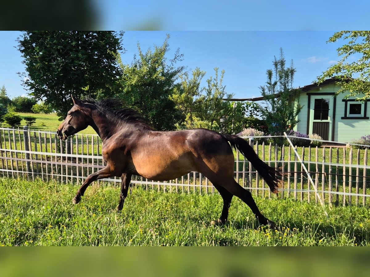 Kleines Deutsches Reitpferd Stute 2 Jahre 150 cm Brauner in Gerstetten