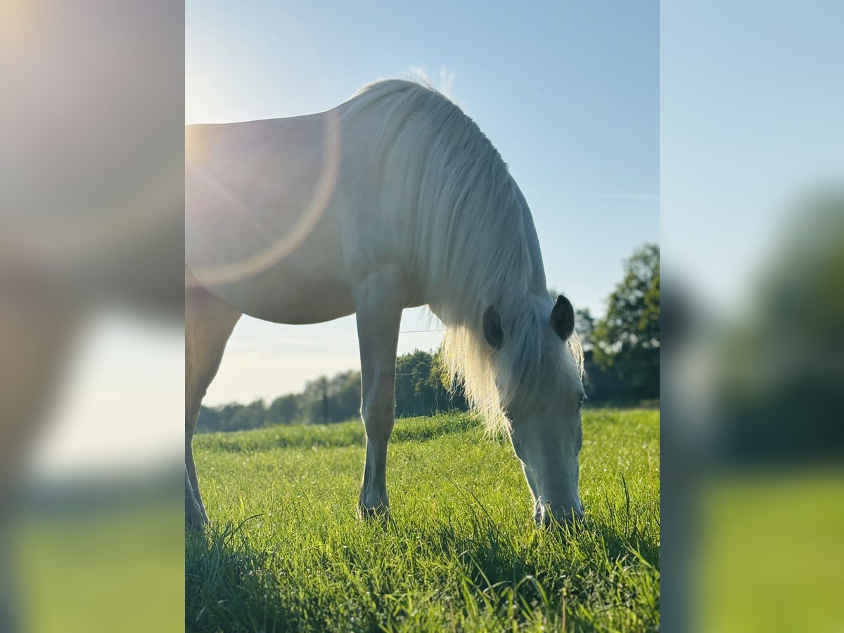 Kleines Deutsches Reitpferd Mix Stute 2 Jahre 150 cm Cremello in Lähden