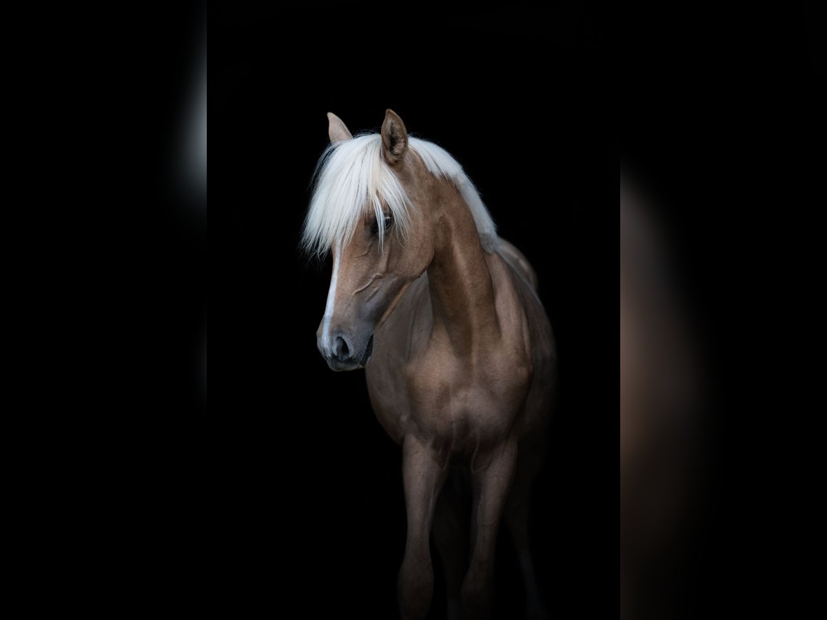 Kleines Deutsches Reitpferd Stute 2 Jahre 155 cm Palomino in Wischathal bei G&#xF6;llersdorf