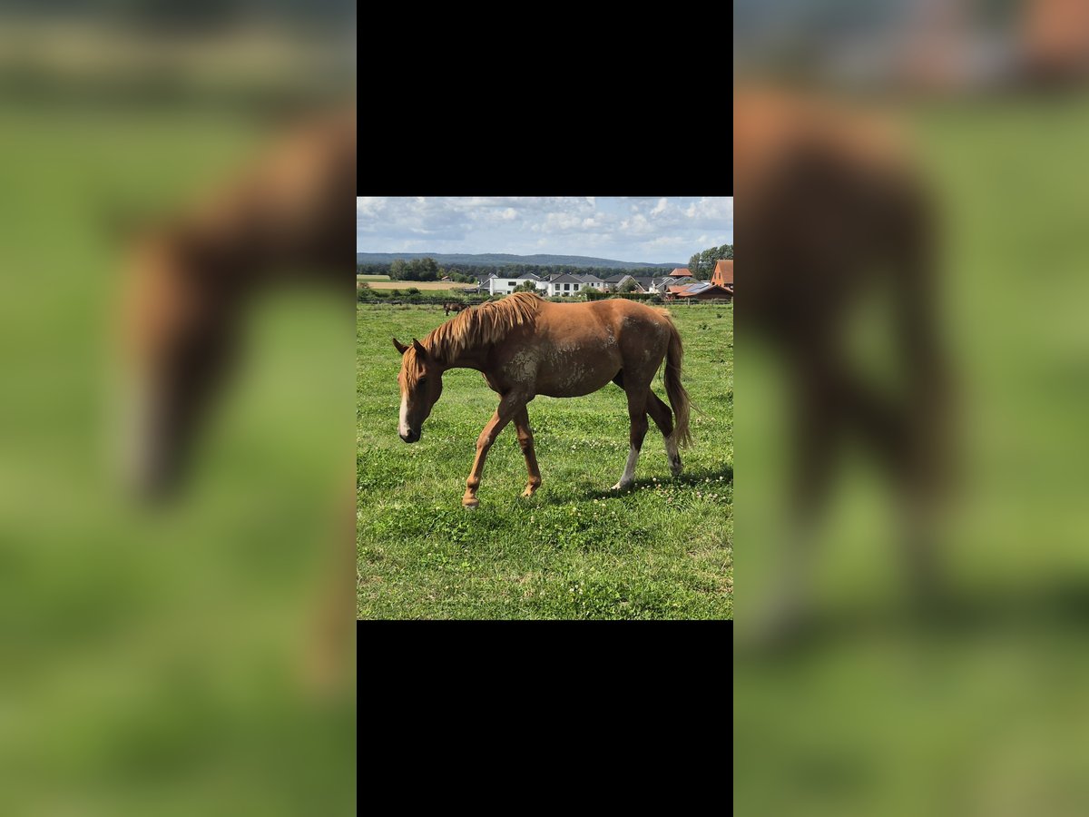 Kleines Deutsches Reitpferd Stute 2 Jahre 158 cm Fuchs in Flöthe