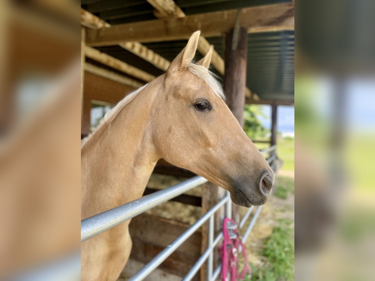 Kleines Deutsches Reitpferd Stute 2 Jahre Palomino in Goch