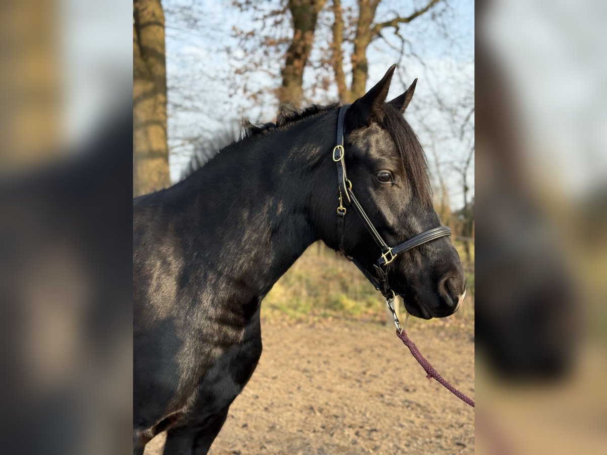 Kleines Deutsches Reitpferd Mix Stute 3 Jahre 155 cm Rappe in Handorf