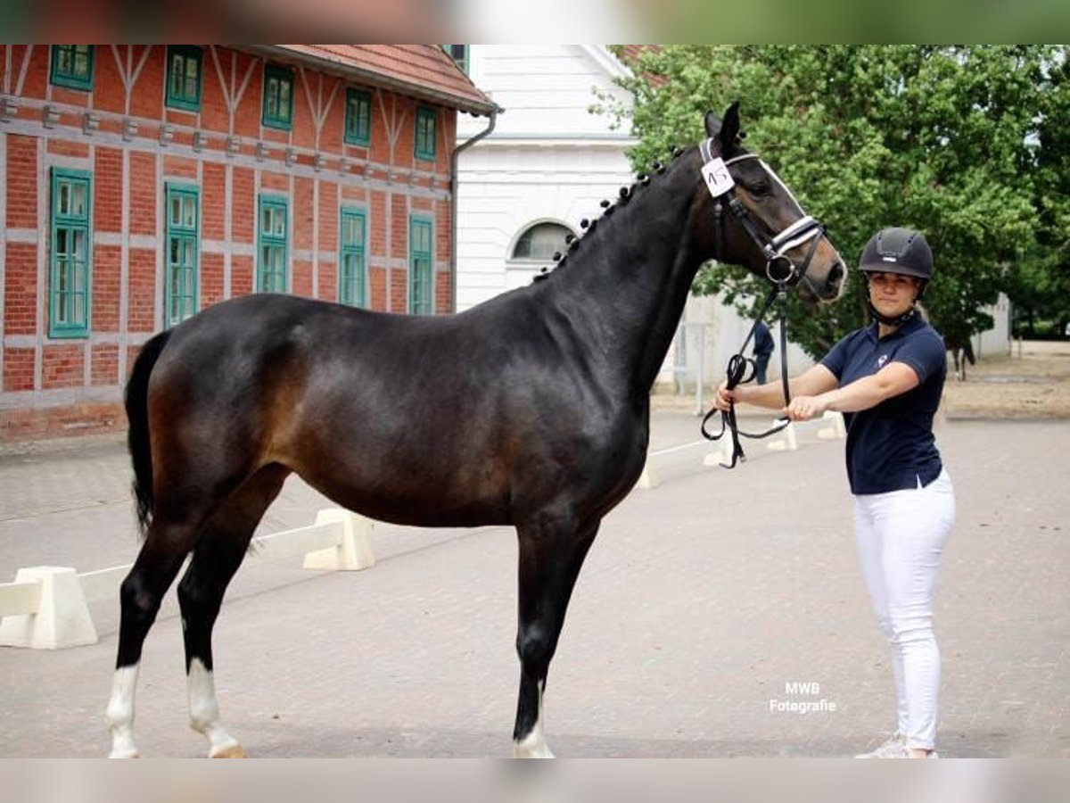 Kleines Deutsches Reitpferd Stute 4 Jahre 152 cm Brauner in Rastow