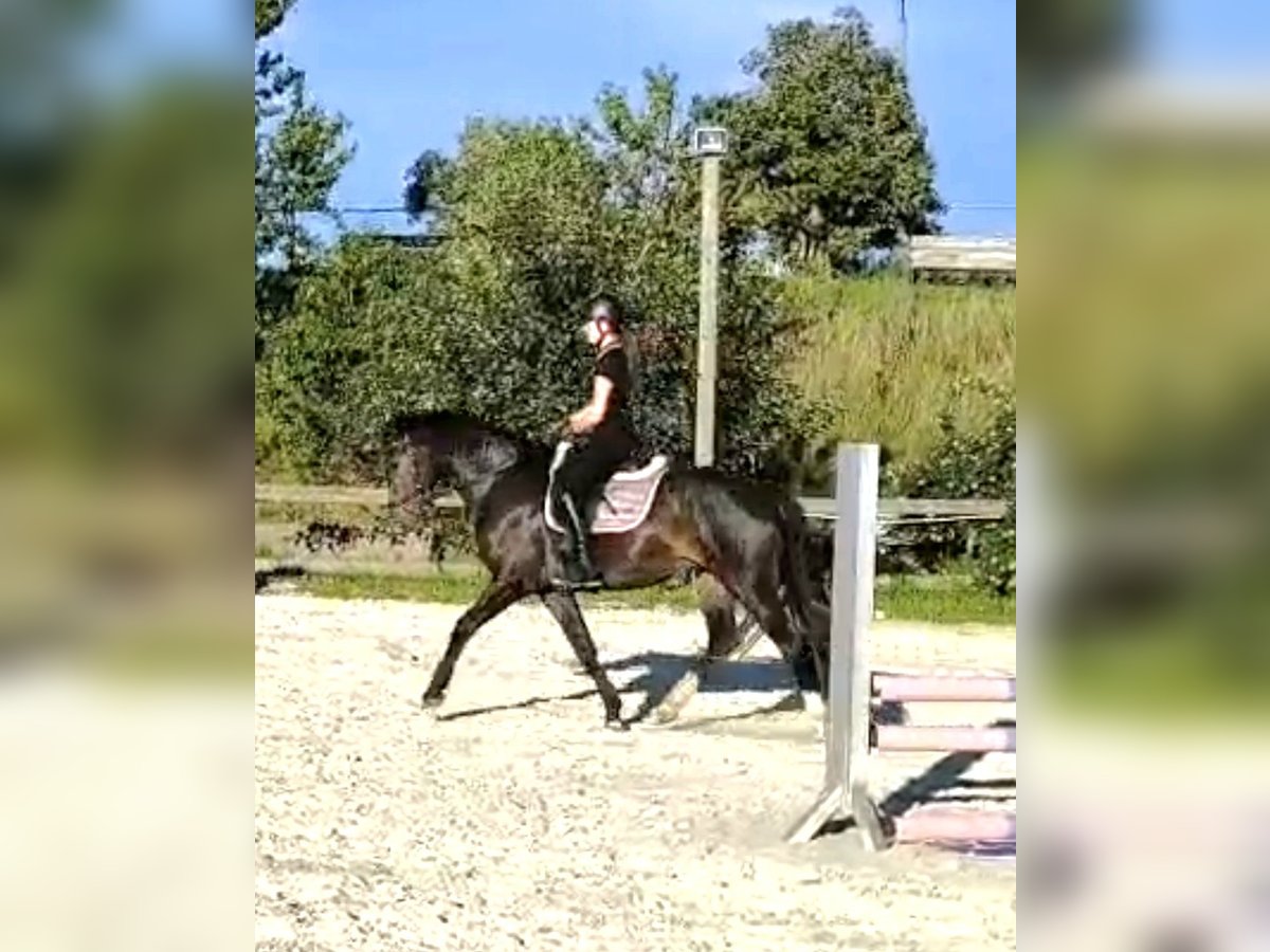 Kleines Deutsches Reitpferd Stute 4 Jahre 155 cm Dunkelbrauner in Gera