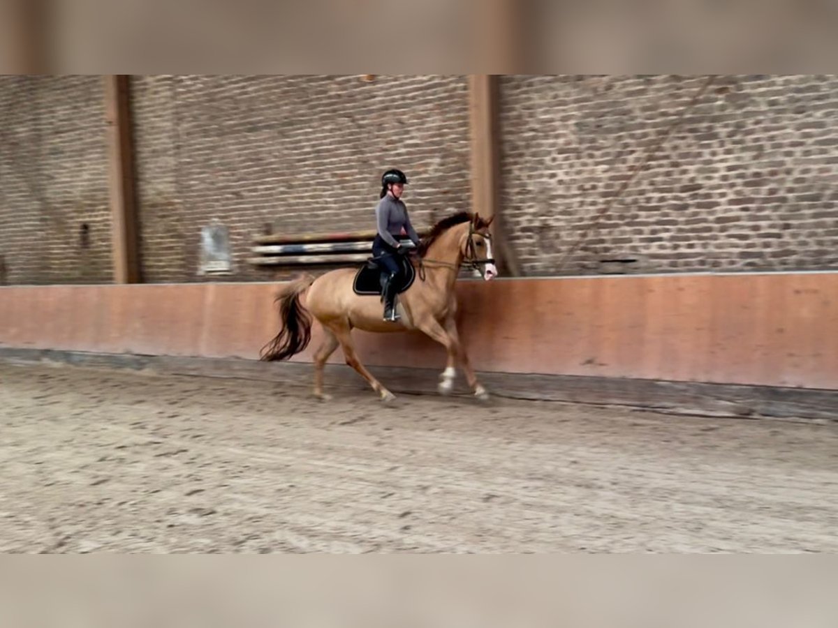 Kleines Deutsches Reitpferd Stute 5 Jahre 157 cm Fuchs in &#xDC;bach-Palenberg