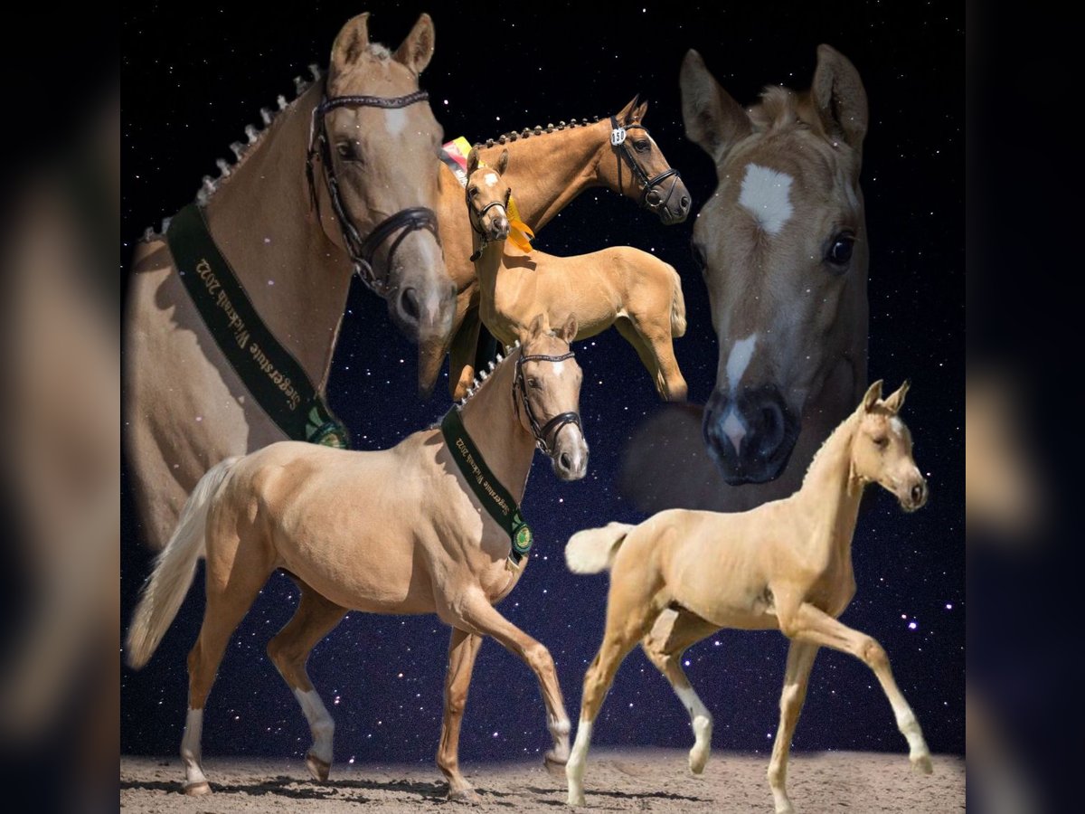 Kleines Deutsches Reitpferd Stute 5 Jahre 167 cm Palomino in Ihlienworth Kleines Deutsches Reitpferd Stute 5 Jahre 167 cm Palomino in Ihlienworth