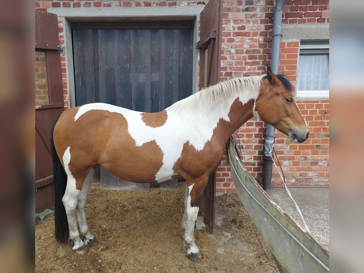 Kleines Deutsches Reitpferd Stute 7 Jahre 157 cm Schecke in Leopoldsh&#xF6;he