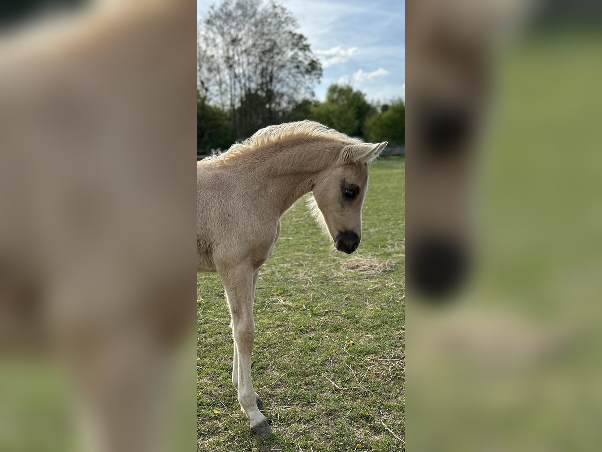 Kleines Deutsches Reitpferd Stute Fohlen (02/2025) 158 cm Palomino in Grevenbroich
