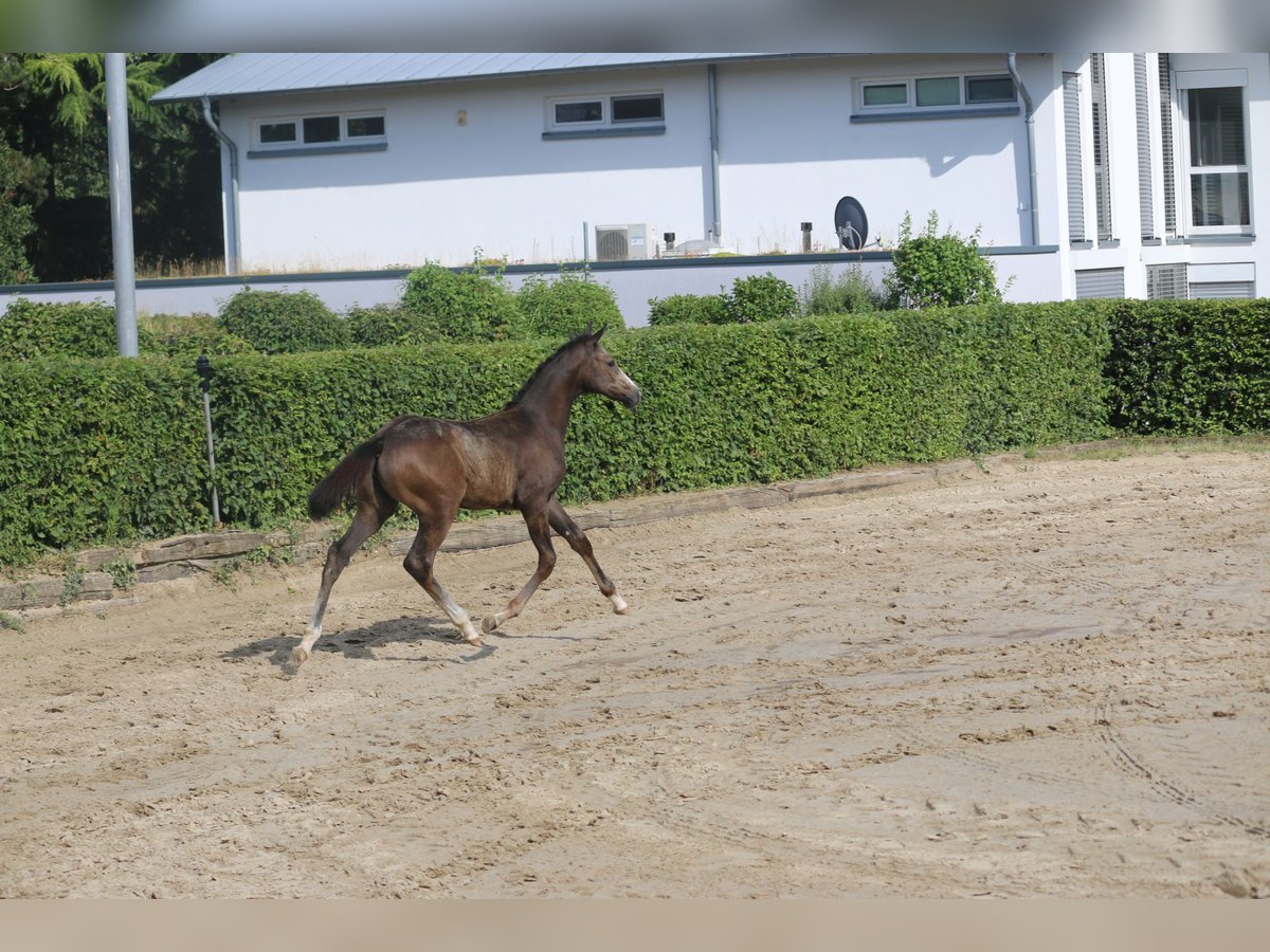 Kleines Deutsches Reitpferd Stute Fohlen (04/2025) Buckskin in Welschneudorf