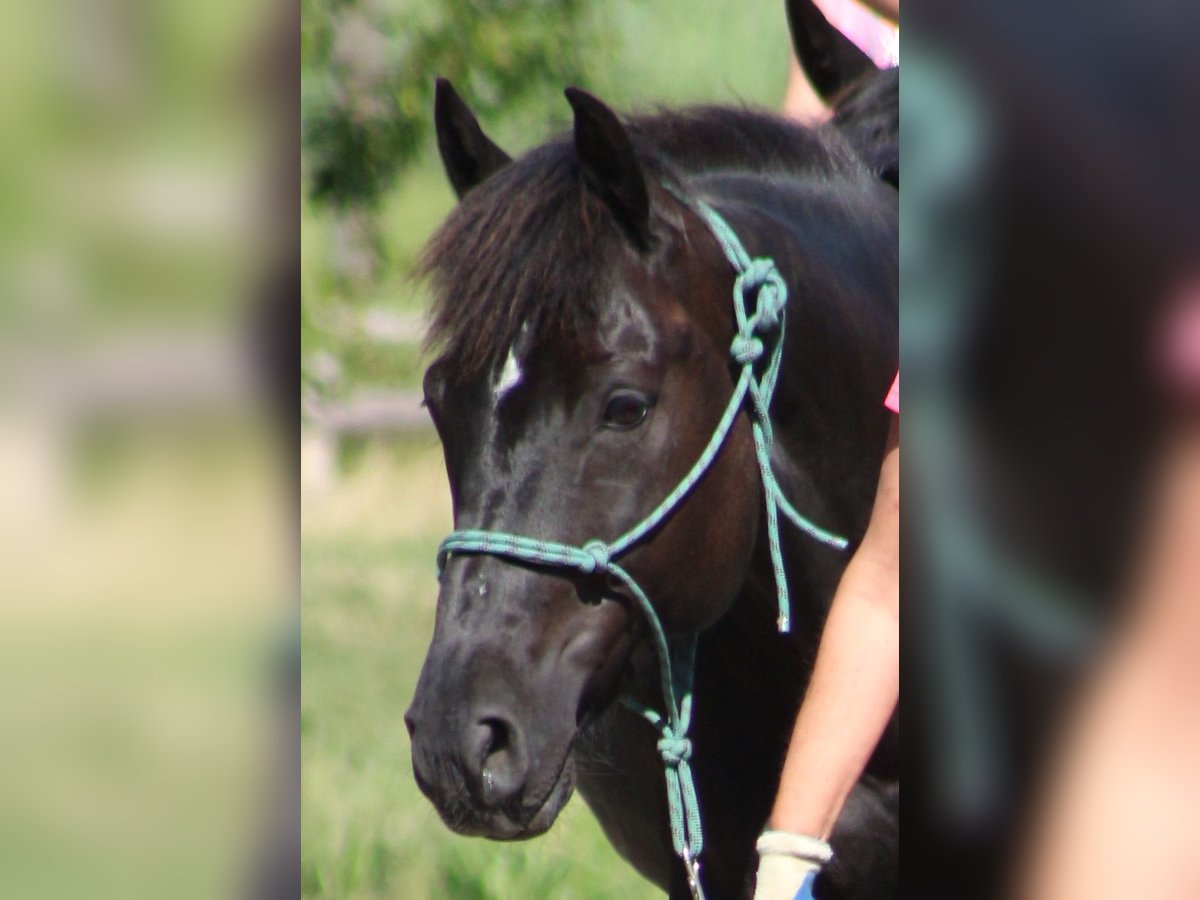 Kleines Deutsches Reitpferd Wallach 13 Jahre 158 cm Schwarzbrauner in Dinkelsb&#xFC;hl