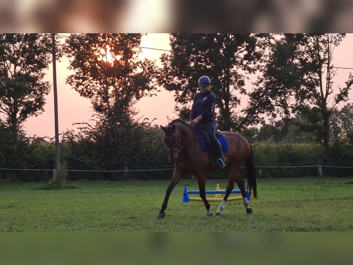 Kleines Deutsches Reitpferd Wallach 15 Jahre 160 cm Brauner in Borken