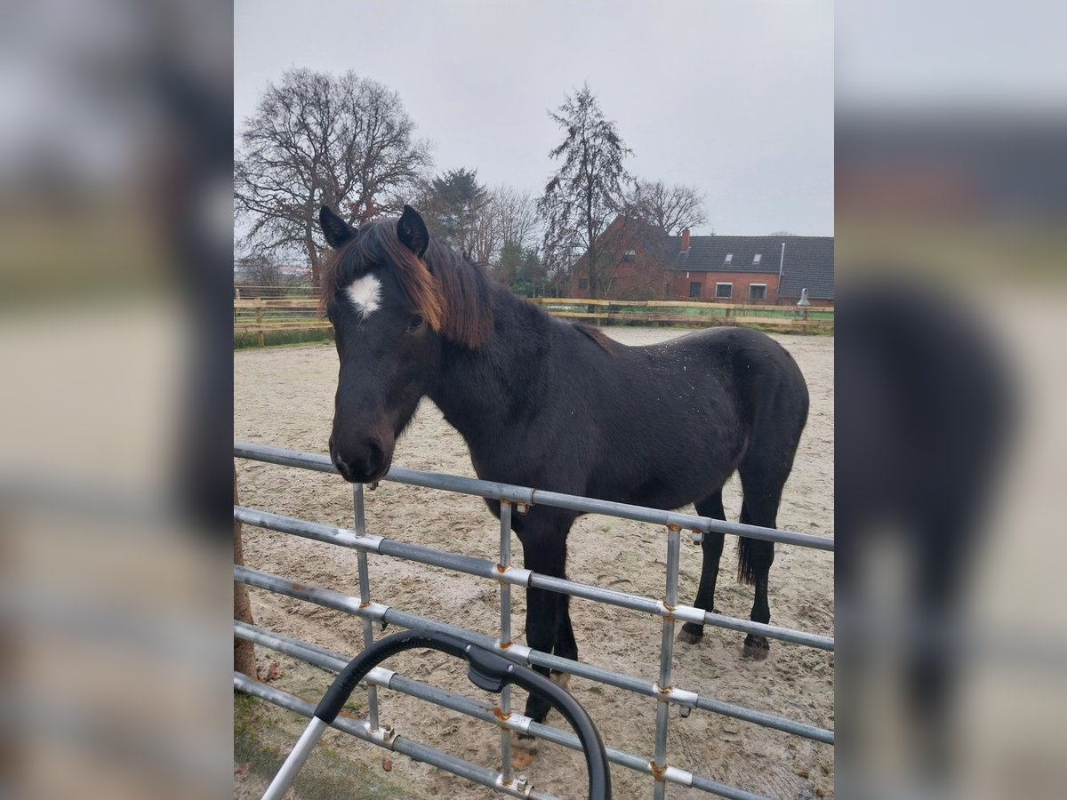 Kleines Deutsches Reitpferd Mix Wallach 2 Jahre 150 cm Rappe in Südbrookmerland Victorbur