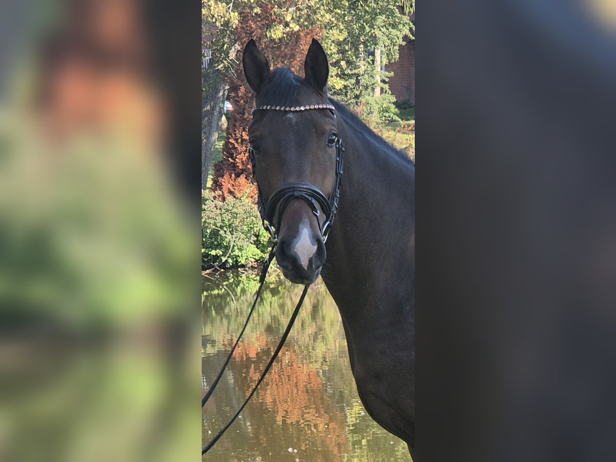 Kleines Deutsches Reitpferd Wallach 3 Jahre 155 cm Brauner in Schönhorst