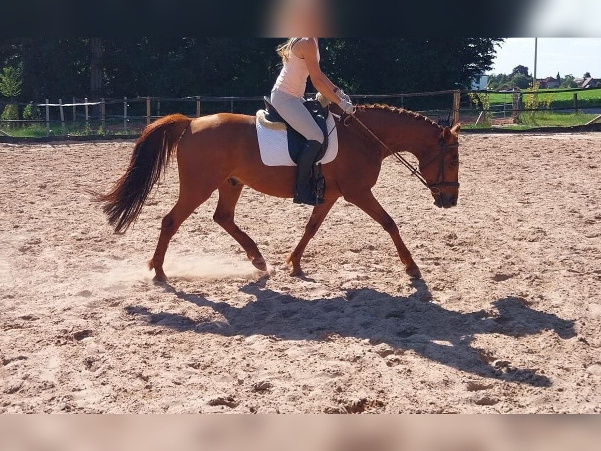Kleines Deutsches Reitpferd Wallach 8 Jahre 165 cm Fuchs in Minden