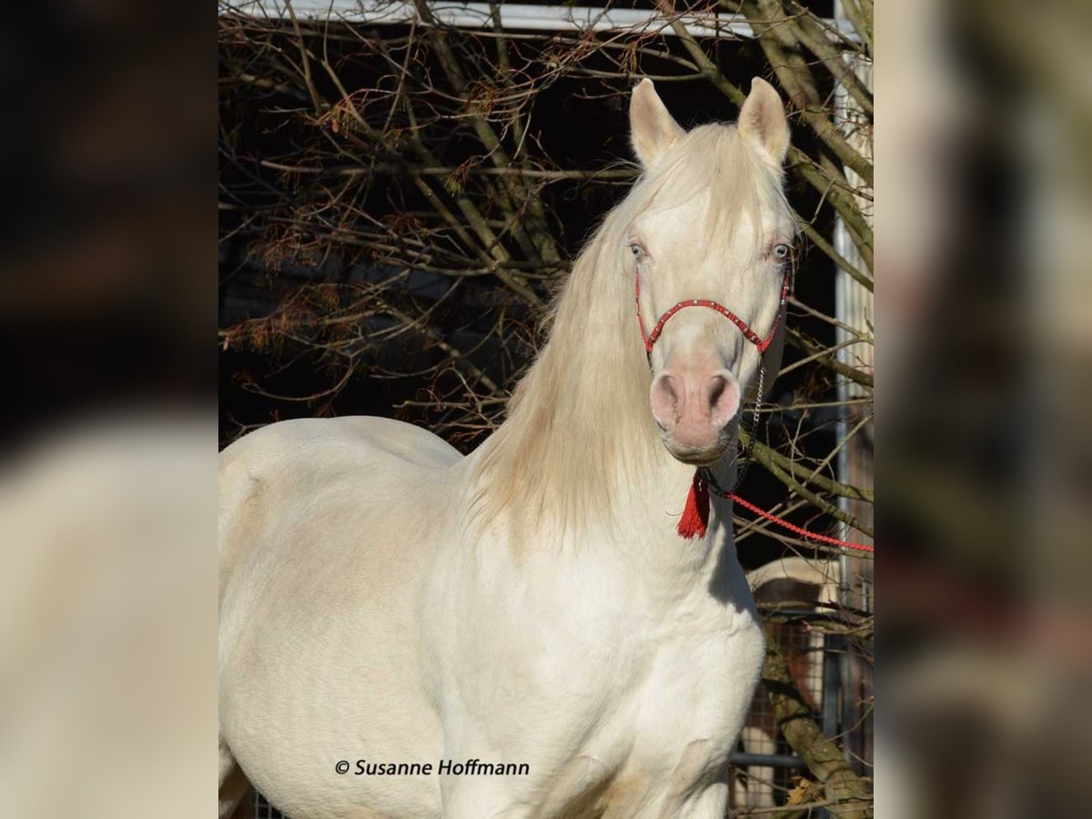 KLEPHOLMS IKARIOS Arabian Partbred Stallion in M&#xF6;rsdorf