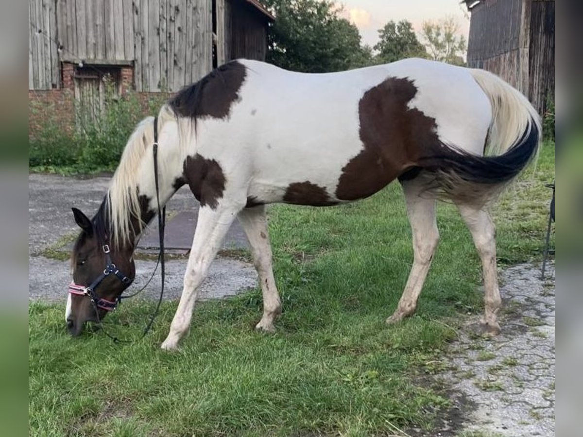 Kłusak francuski Mix Klacz 19 lat 157 cm Srokata in Hude (Oldenburg)Hude