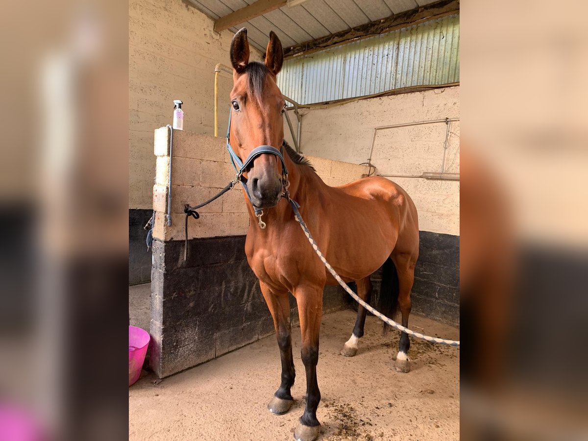 Kłusak francuski Wałach 12 lat 160 cm Gniada in LA GACILLY