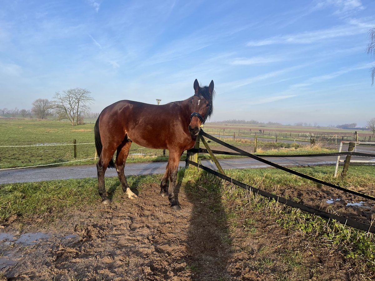 Kłusak francuski Wałach 4 lat 163 cm Ciemnogniada in Tolkamer