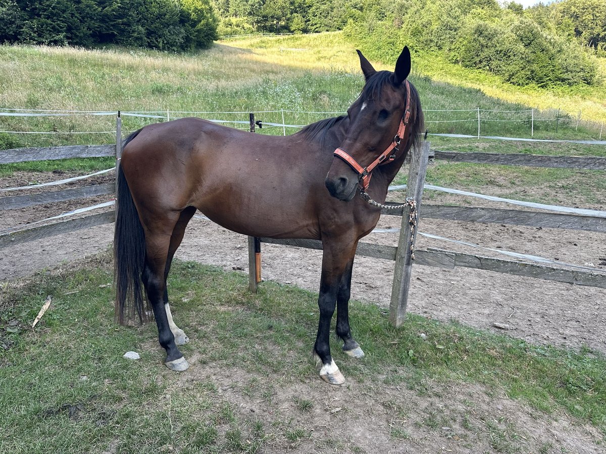 Kłusak niemiecki Klacz 16 lat 153 cm Ciemnogniada in Salchendorf