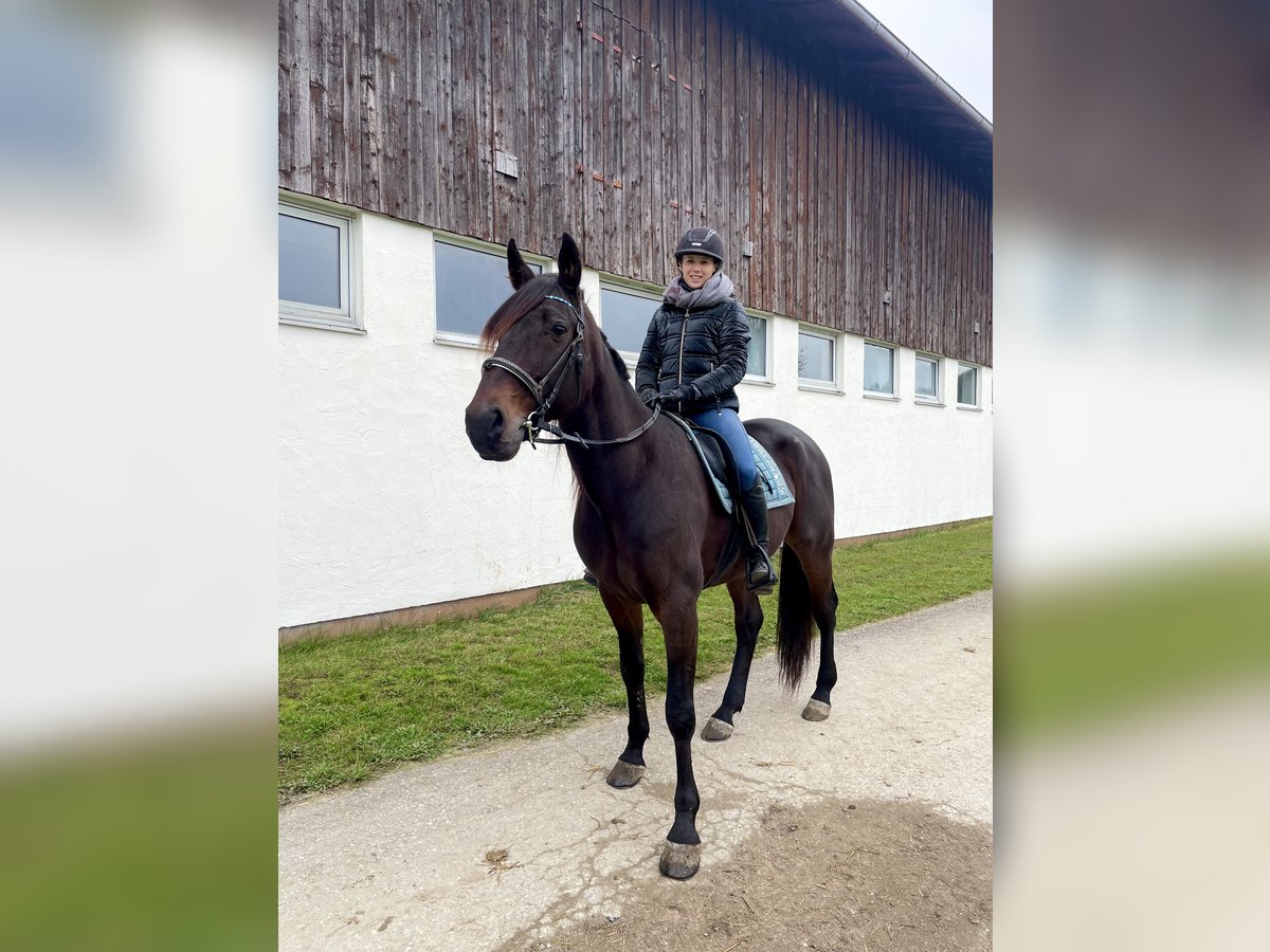 Kłusak niemiecki Wałach 10 lat 167 cm Ciemnogniada in Hohenlinden