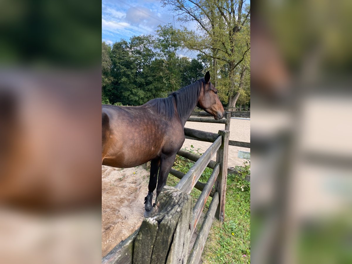 Kłusak niemiecki Wałach 3 lat 163 cm Gniada in Gelsenkirchen