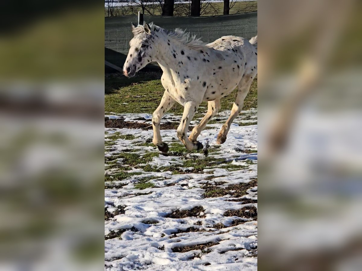 Knabstrup Étalon 1 Année 150 cm Léopard in Thümmlitzwalde