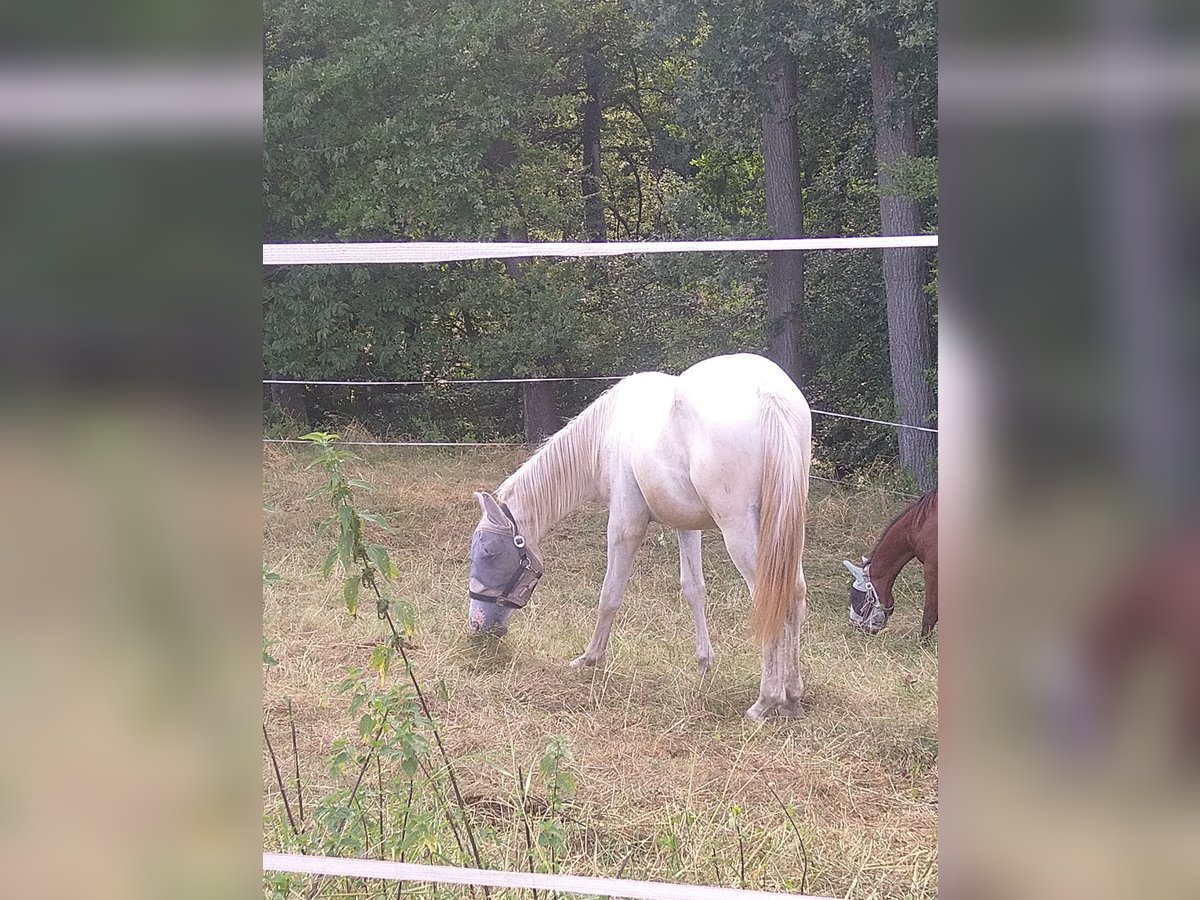 Knabstrup Étalon 1 Année 165 cm Blanc in Mengkofen