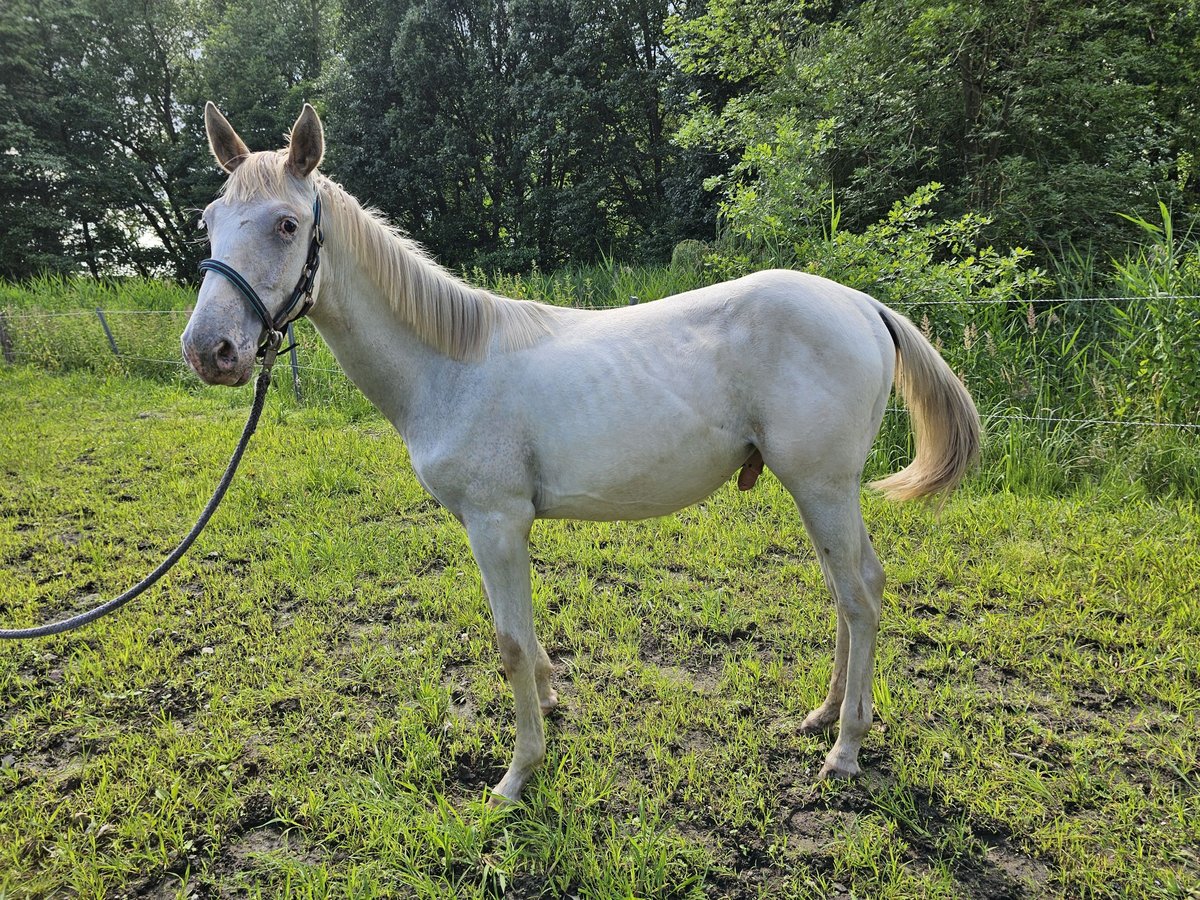 Knabstrup Étalon 1 Année 165 cm Champagne in Winsen (Luhe)