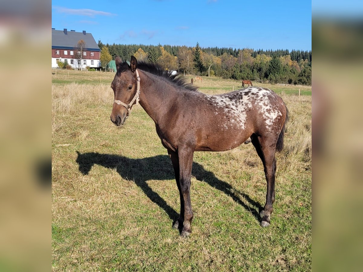 Knabstrup Étalon 1 Année 168 cm Léopard in Marienberg