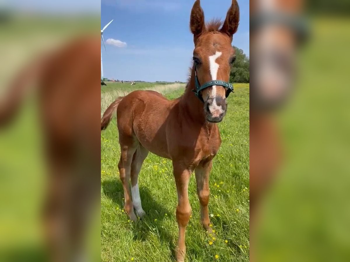 Knabstrup Étalon 1 Année Alezan brûlé in Neiße-Malxetal