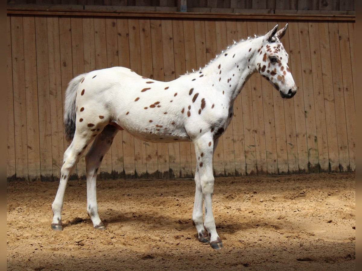 Knabstrup Étalon 2 Ans 150 cm Léopard in Reichenwalde