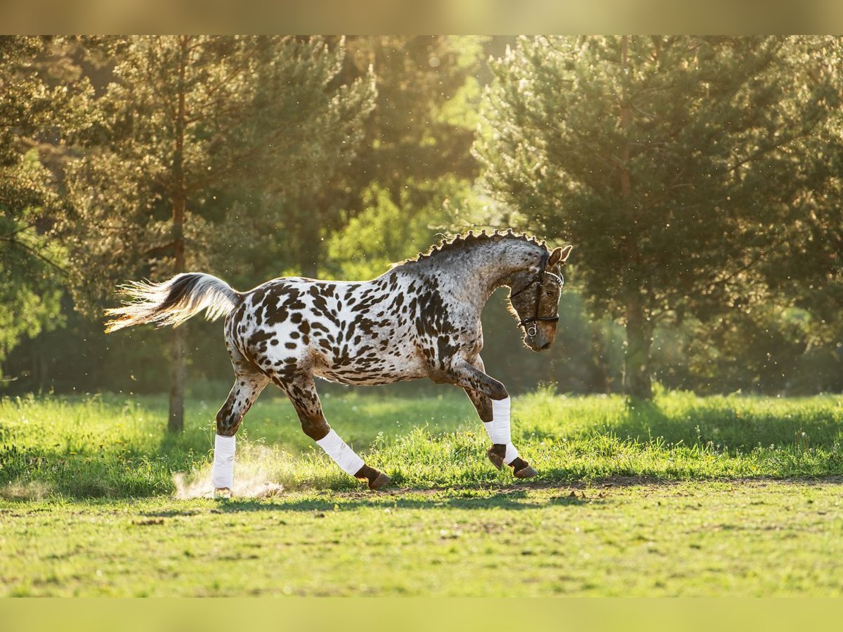 Knabstrup Croisé Étalon 5 Ans 162 cm Léopard in Aug&#x161;daugavas nov.