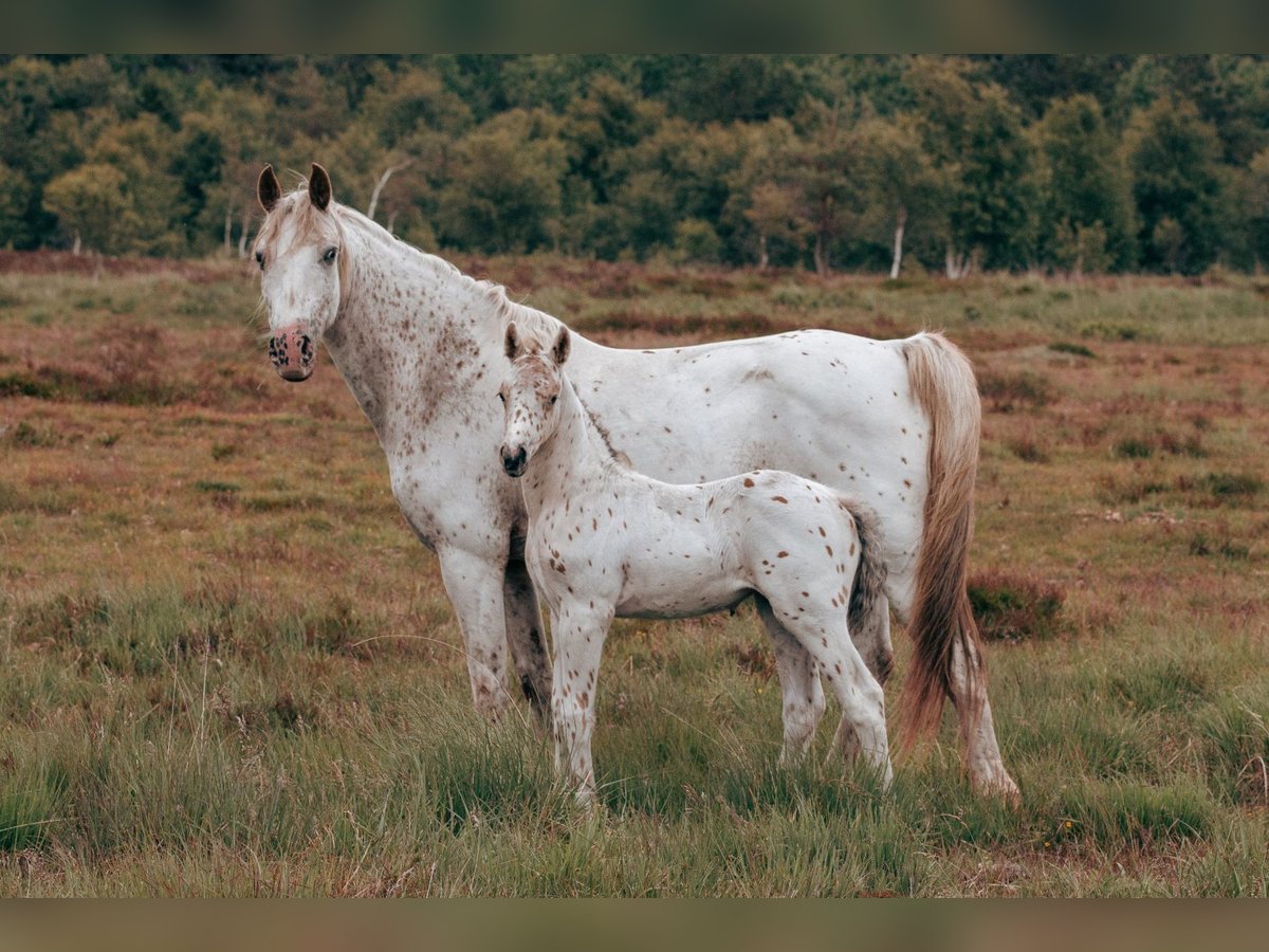 Knabstrup Étalon Poulain (05/2025) 148 cm Léopard in Bindslev