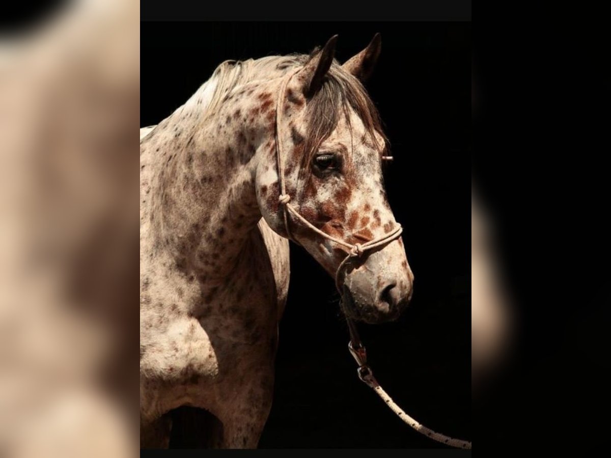 Knabstrup Gelding 10 years 14,2 hh Leopard-Piebald in Kukuk