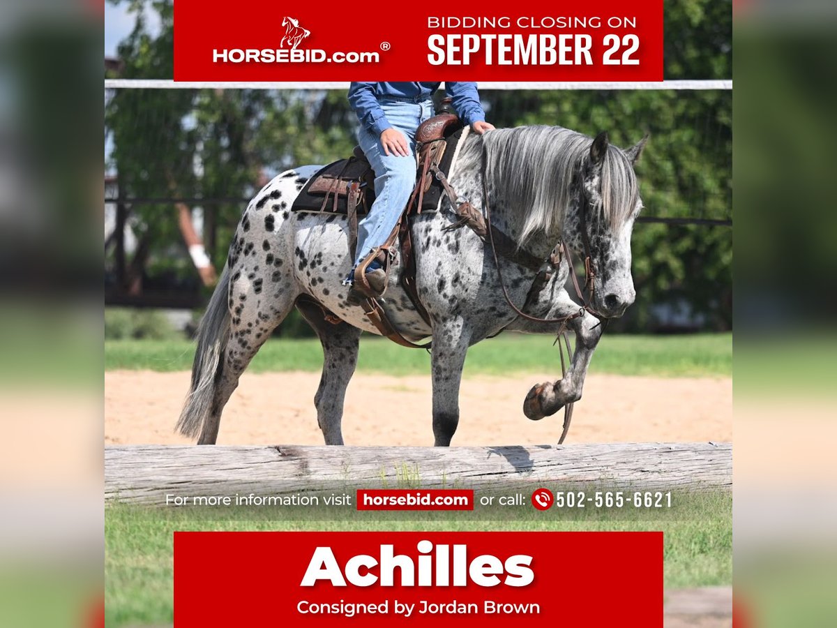 Knabstrup Gelding 10 years 16 hh in Waco, TX